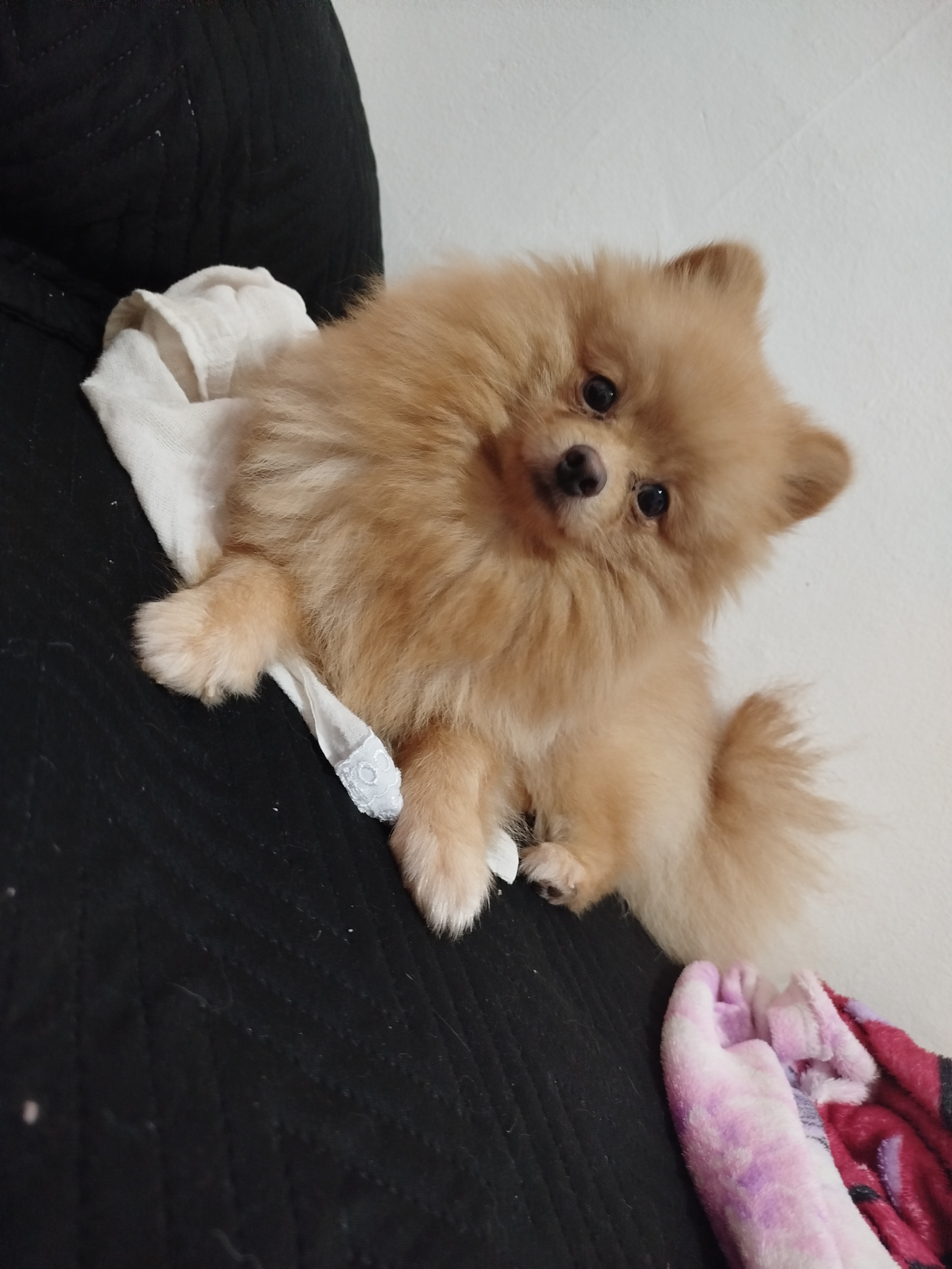 Padeadro macho Spitz alemão  - Foto 1