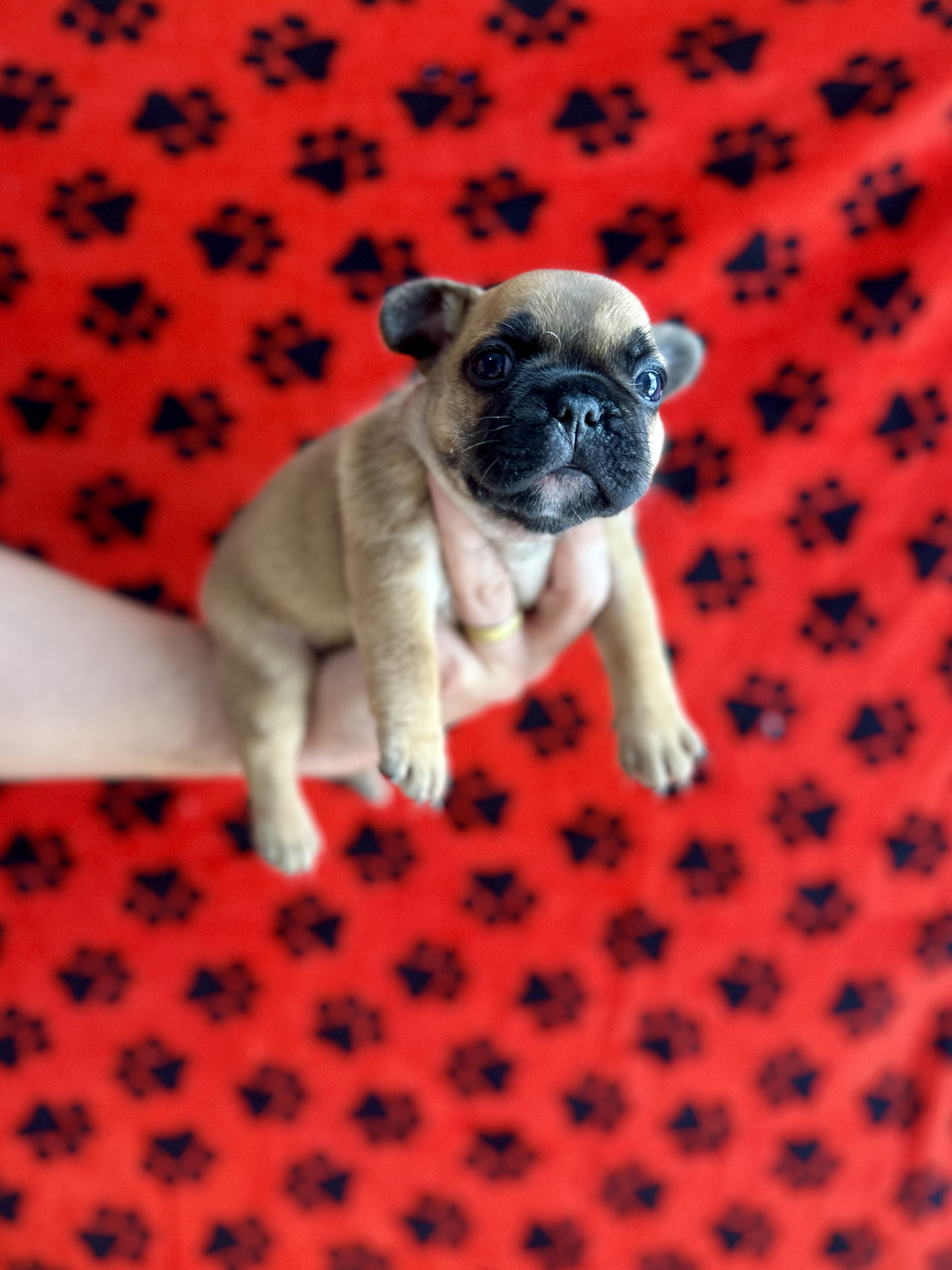Buldogue francês Fêmeas