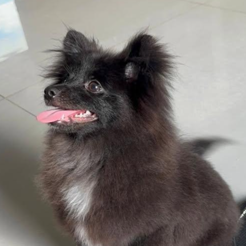 Vendo 4 filhotes de Lulu da Pomerânia - Foto 1