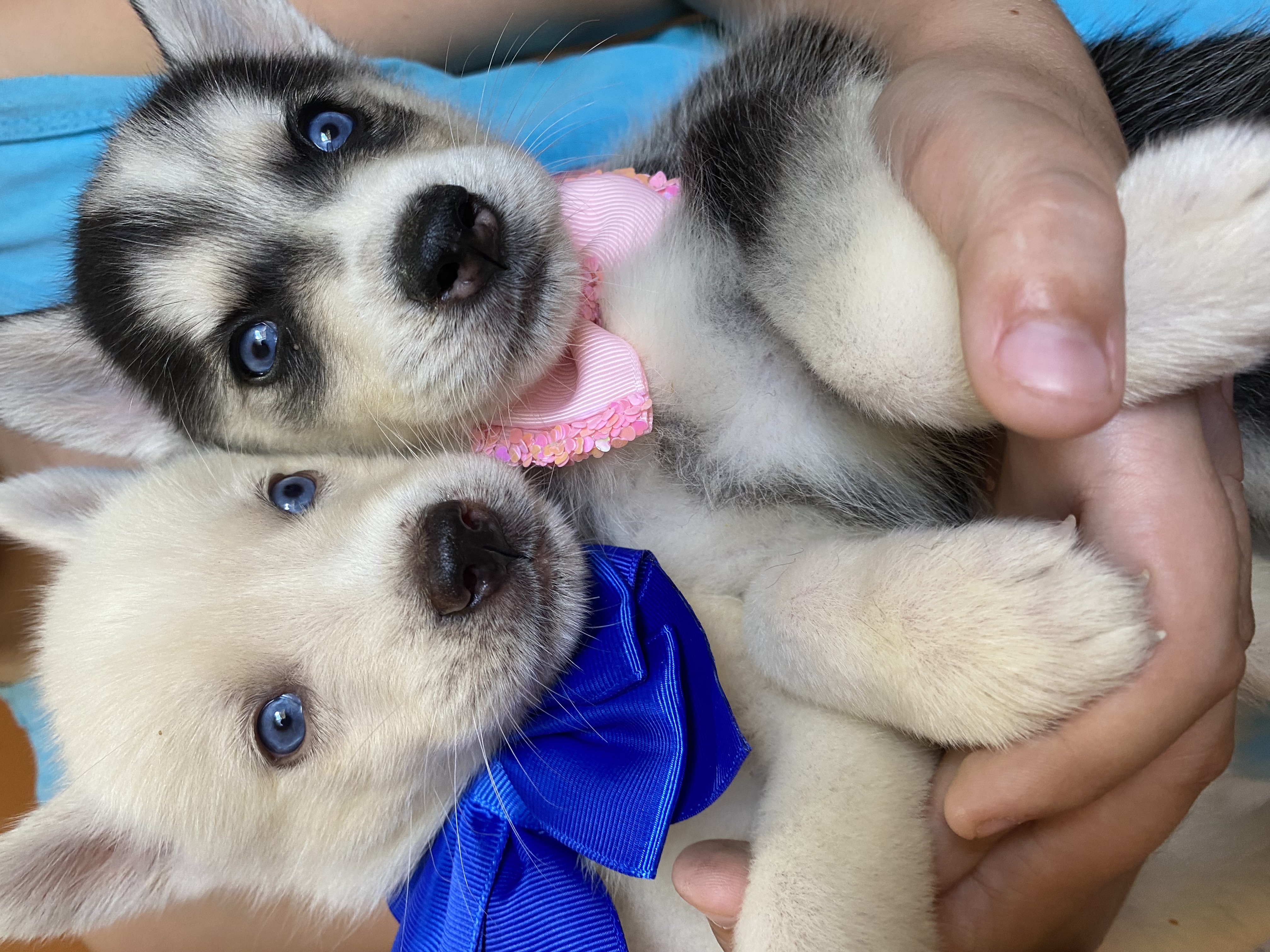 Portal Vendocão Filhotes de husky siberiano  São Gonçalo do Amarante 