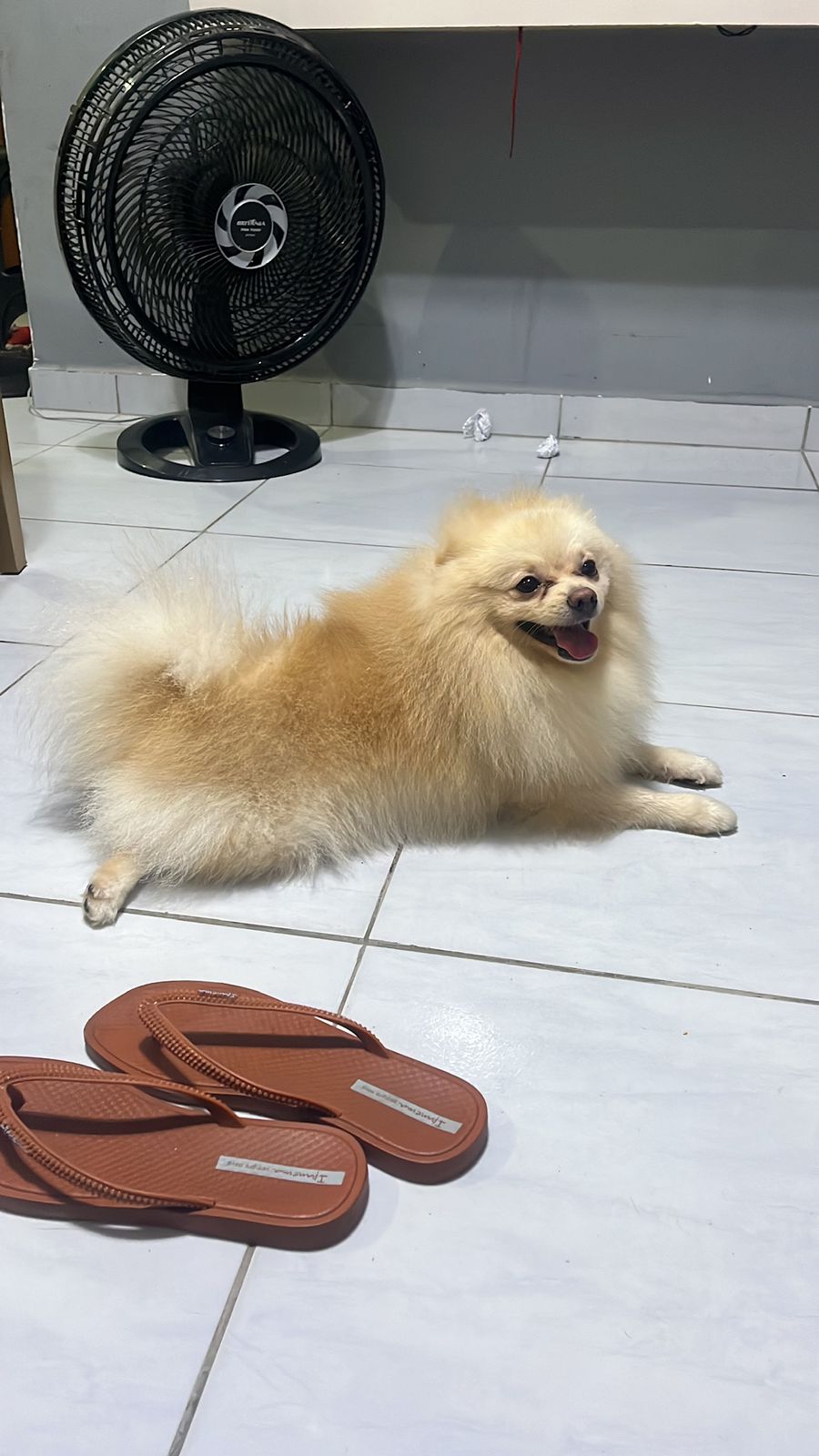 Portal Vendocão SPITZ ALEMÃO - ADULTO - Pedigree CBKC JOAO PESSOA