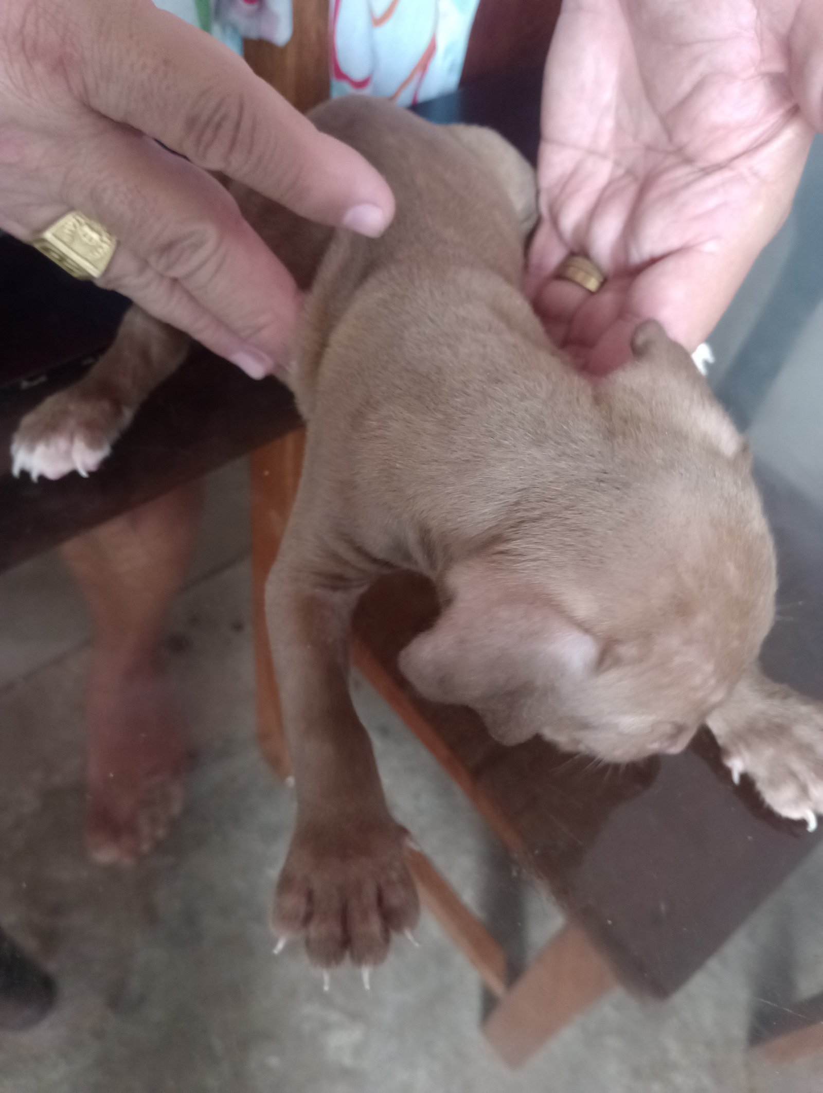 Filhote de Pitbull  - Foto 3