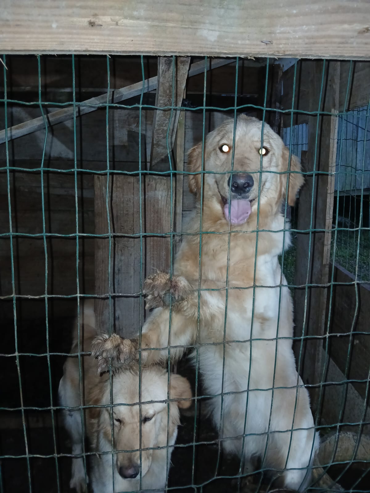 Portal Vendocão Casal de Golden 1 ano Porto alegre