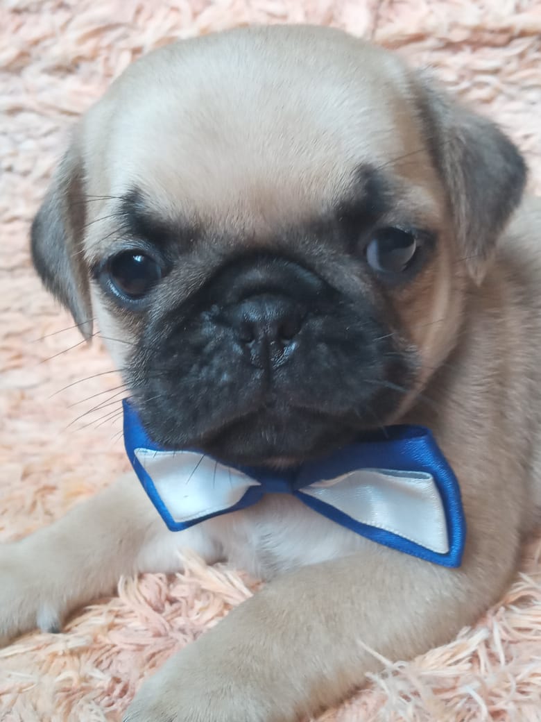 Portal Vendocão pug perfeitos bebes pronta entrega #canilursinhospuppies são paulo 