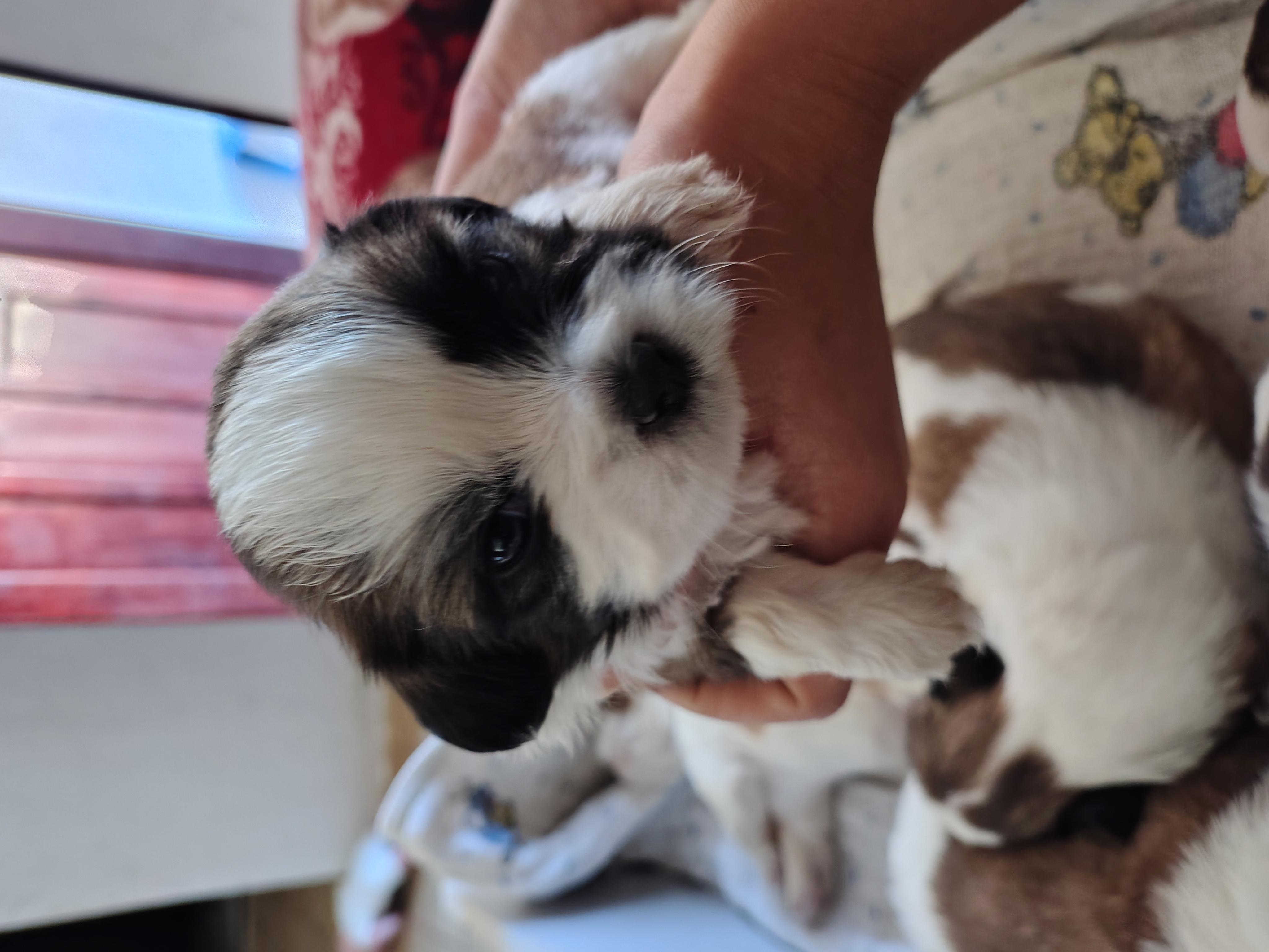 Portal Vendocão Lindos Filhotes de Shih Tzu Angra dos Reis