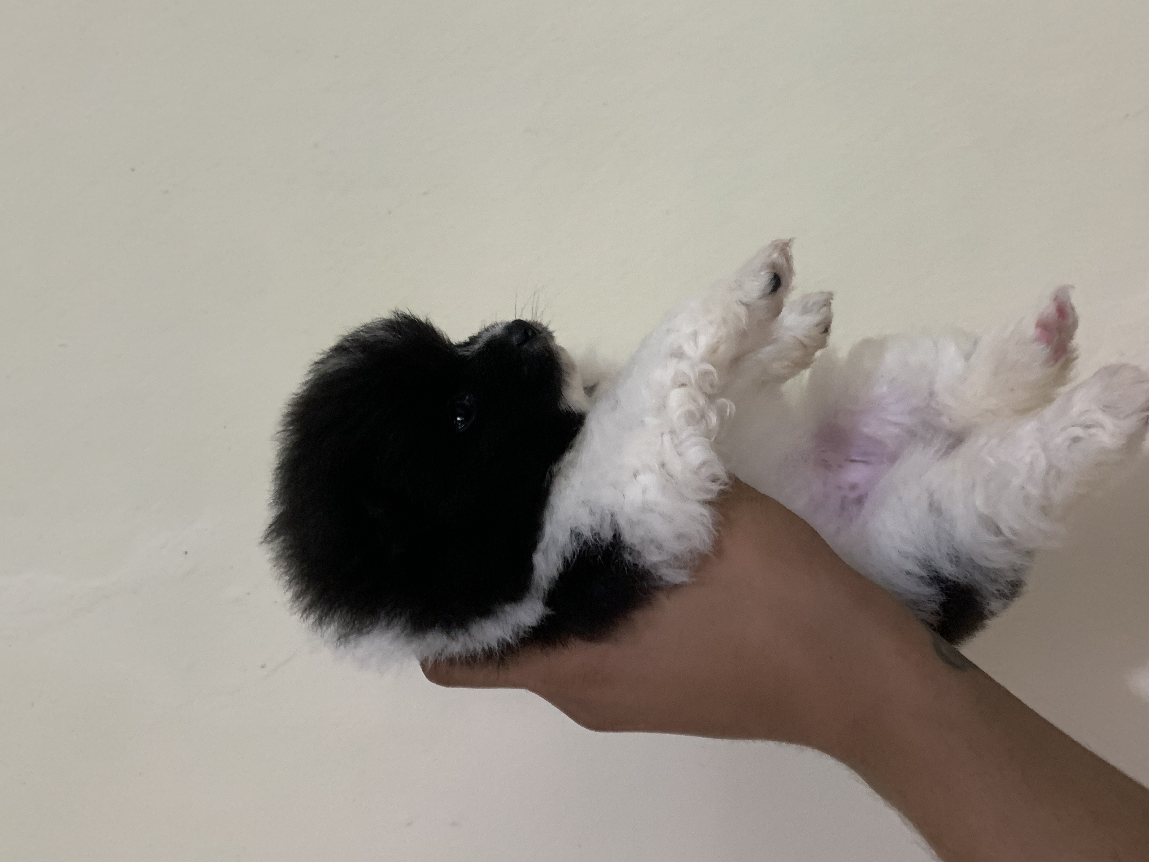 Filhotes de Lulu da Pomerania mini  - Foto 4