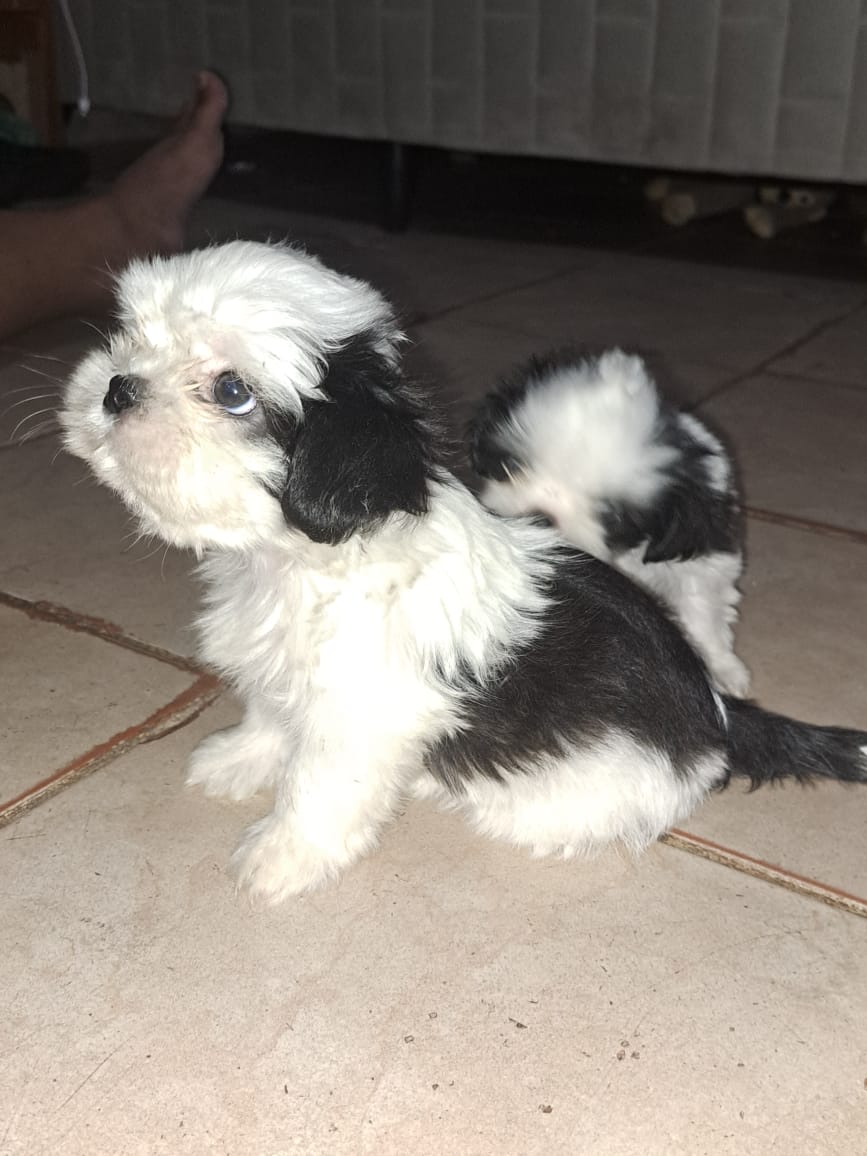 Portal Vendocão Filhotes de Shih-tzu  Brasília