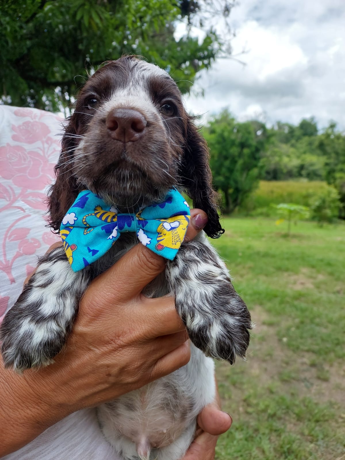 Belos Filhotes Cocker Spaniel Inglês c/pedigree e microchipe - Foto 3