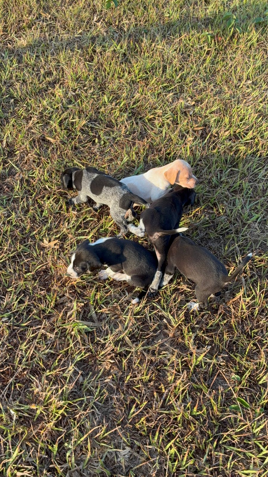 Filhotes pointer  - Foto 2