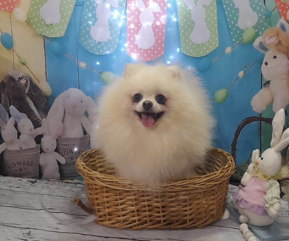 Portal Vendocão Spitz alemão  Cachoeirinha 
