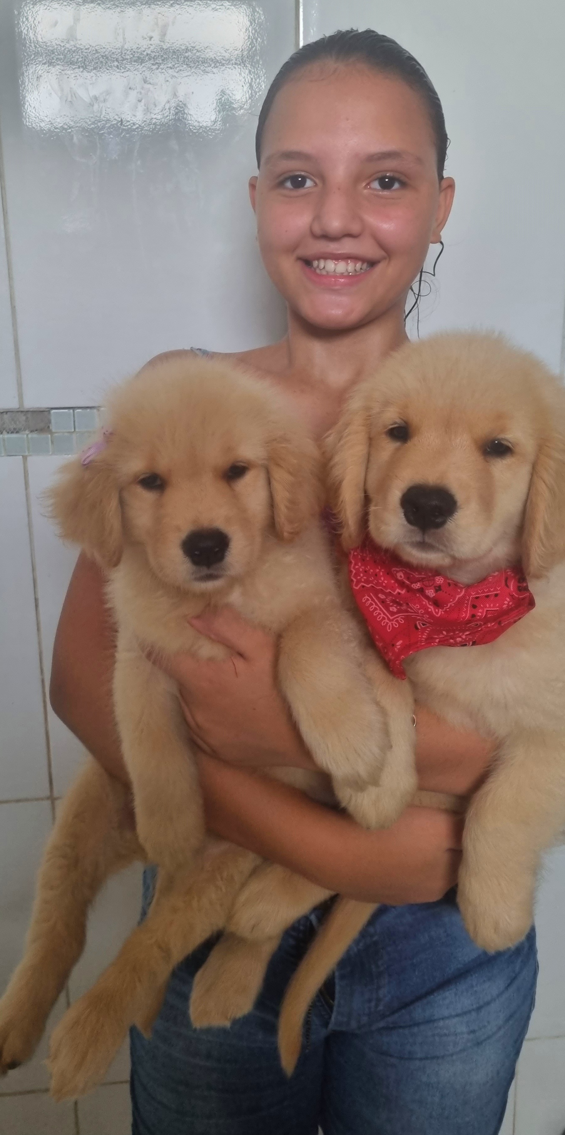 Portal Vendocão Golden retriever Pedigree CBKC  Itaborai 