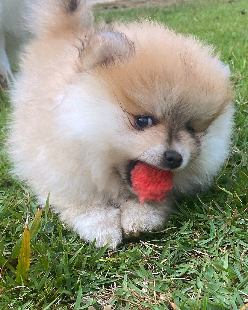 Portal Vendocão Filhotes de spitz alemão  Araçoiaba da Serra
