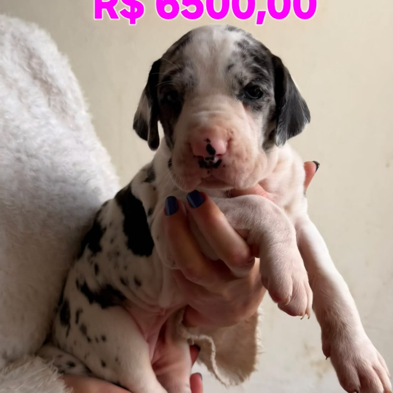 Linda ninhada de Dogue Alemão - Foto 1