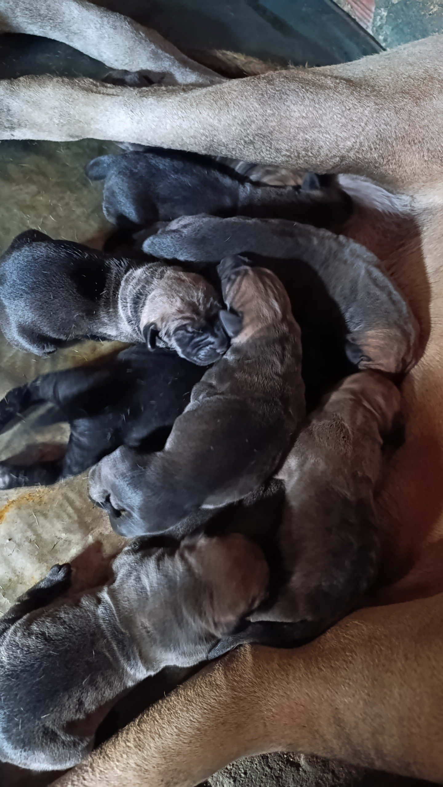 Lindos filhotes de fila Brasileiro - Foto 2