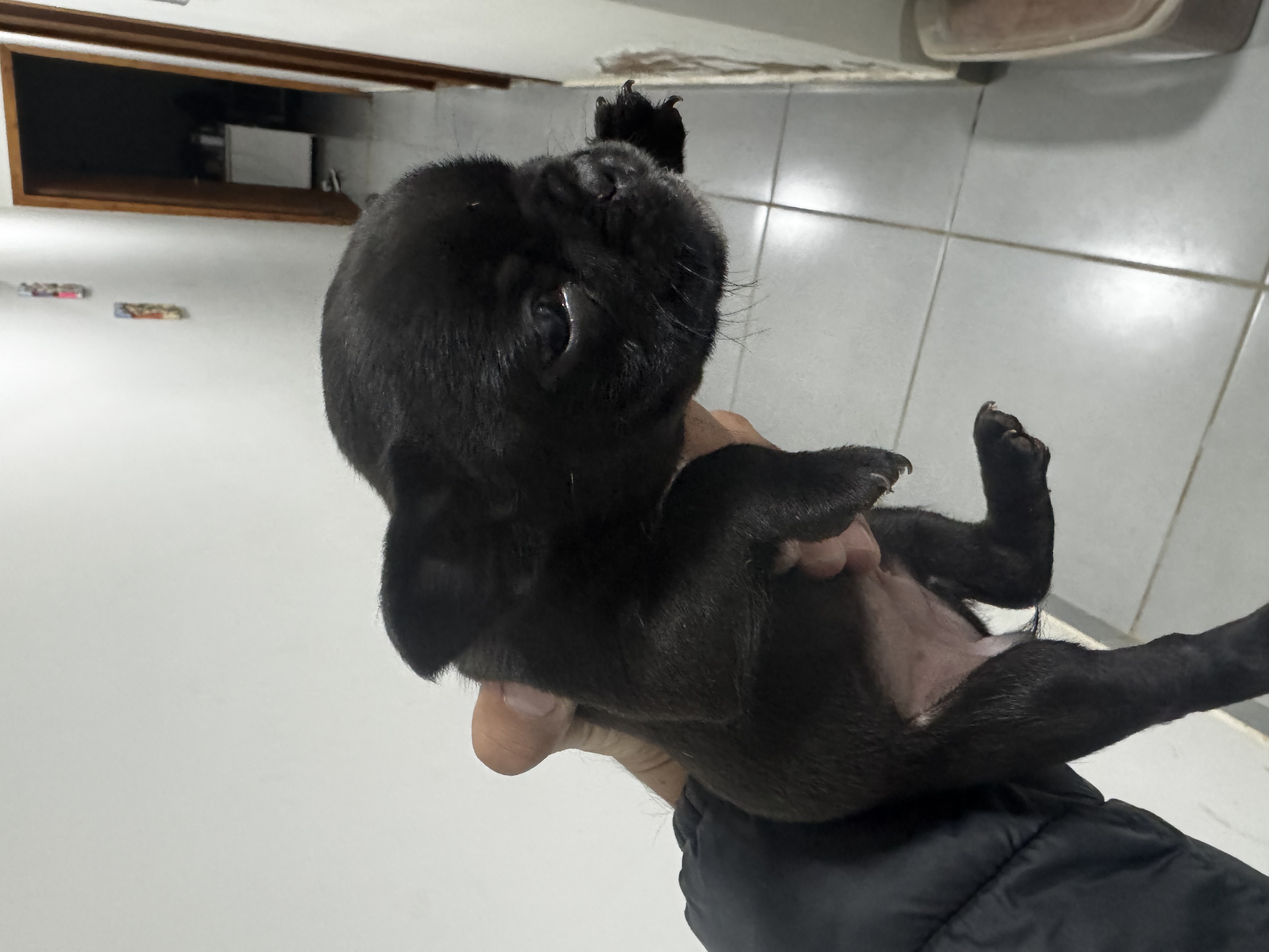 Portal Vendocão Lindos filhotes de Bulldog Francês  Campo Grande 
