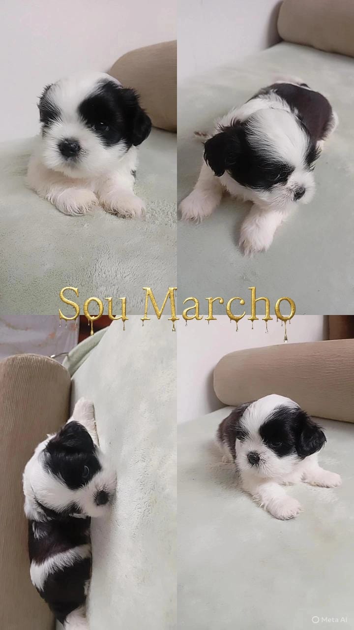 Vendo filhotes de Shitzu puros - Foto 3