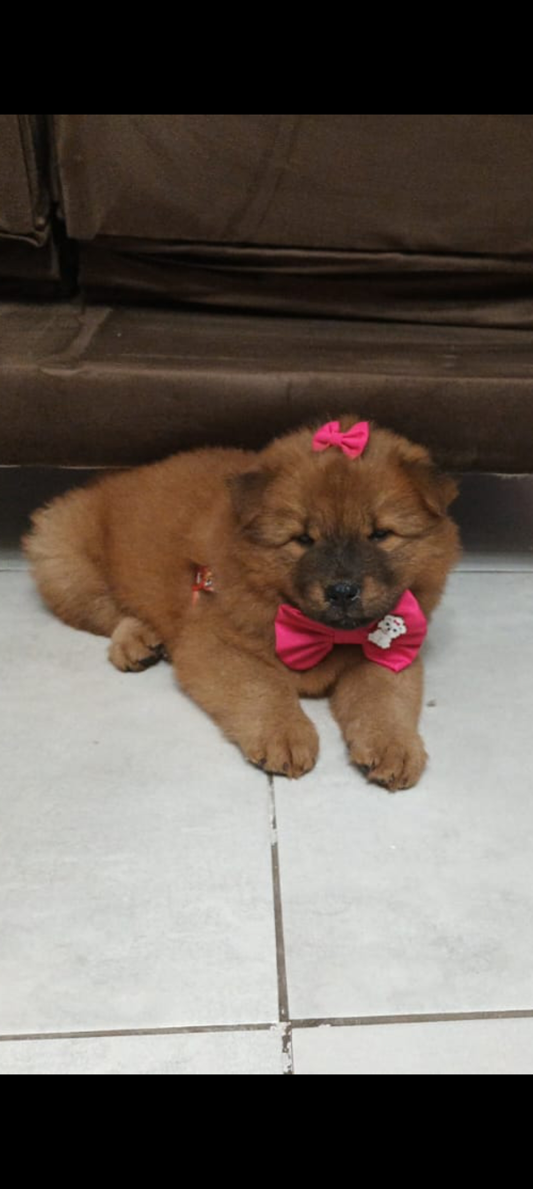 Portal Vendocão Vendo Filhote de Chow Chow Belém