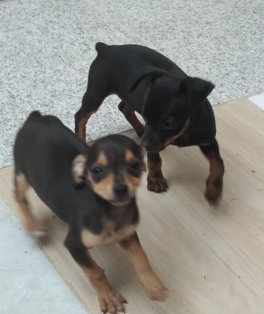 Pinscher  - Foto 2