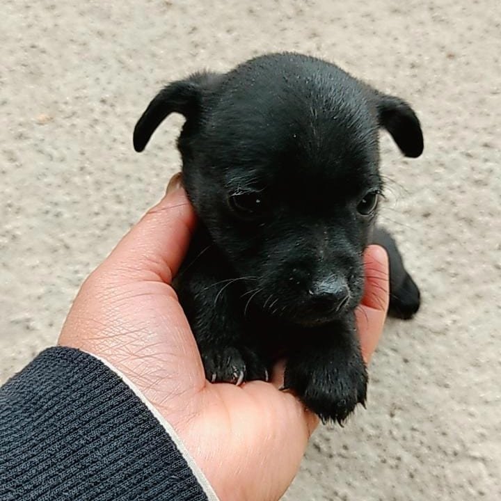 Linda filhotinha de pinscher