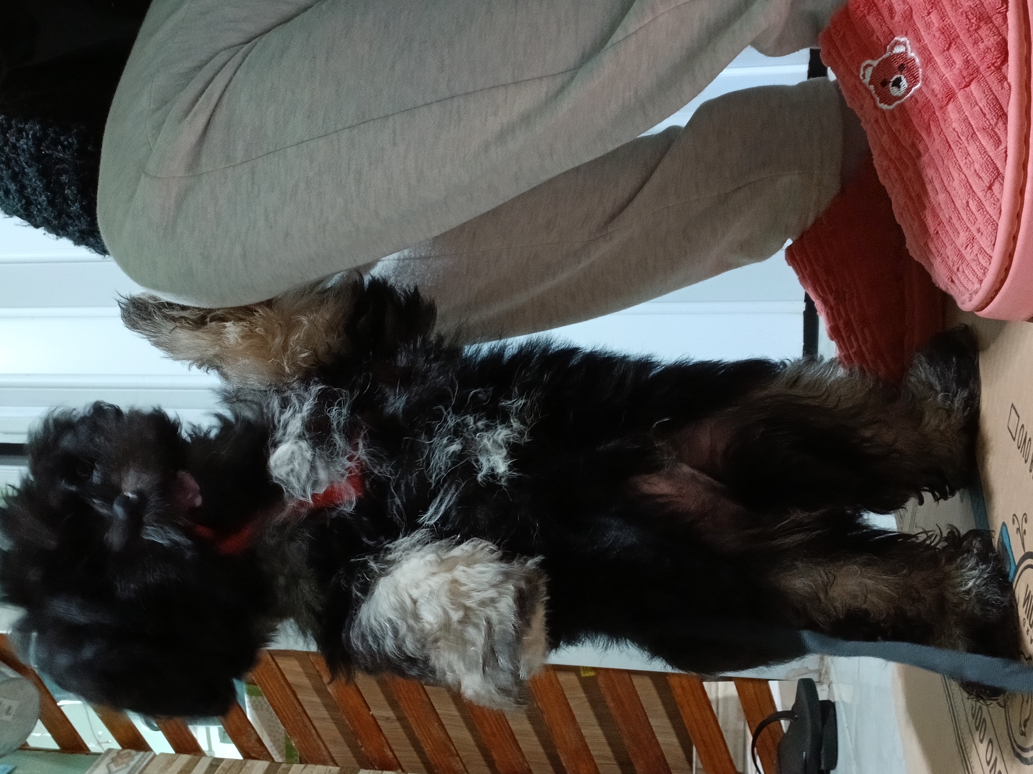 Lhasa apso preto MACHO - Foto 3
