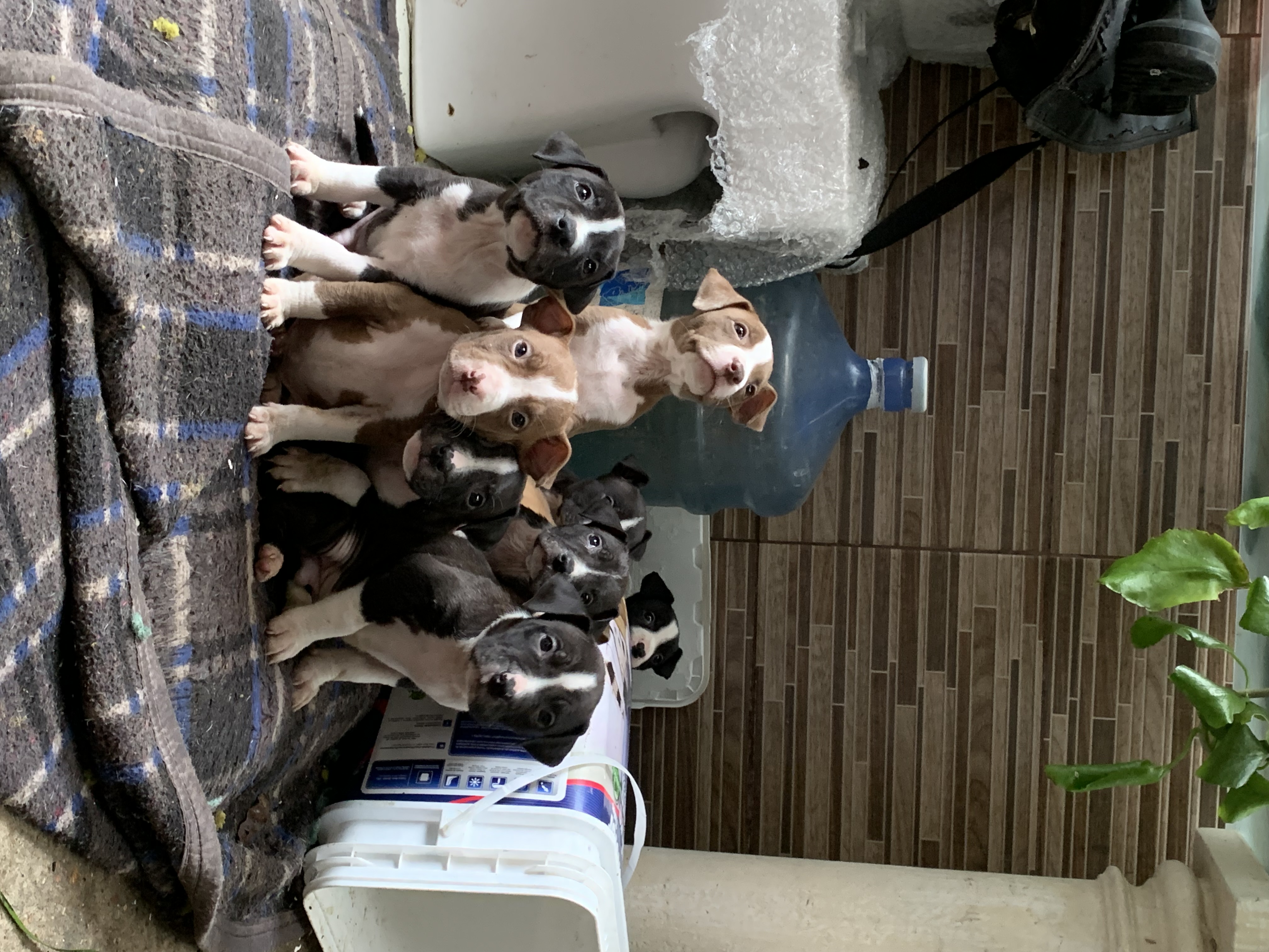 Dog - Foto 1