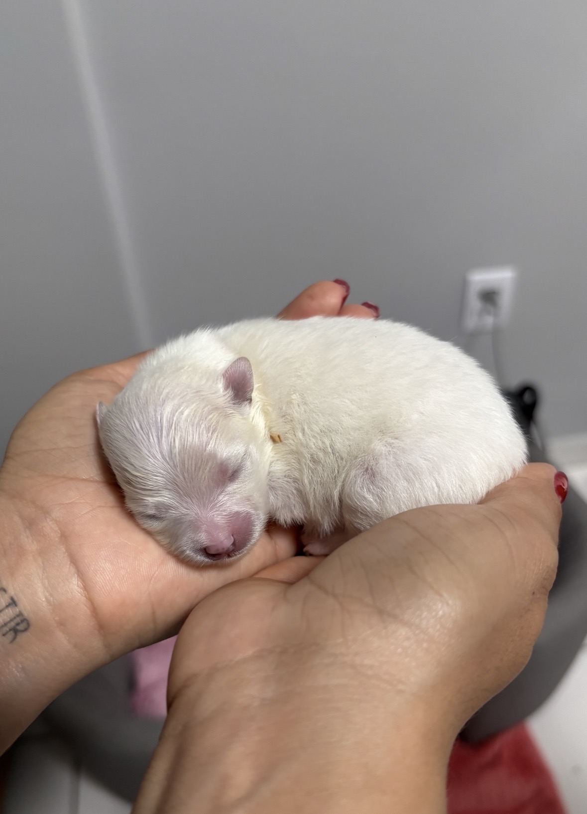 Filhote Fêmea de Spitz Alemão com pedigree - Foto 4