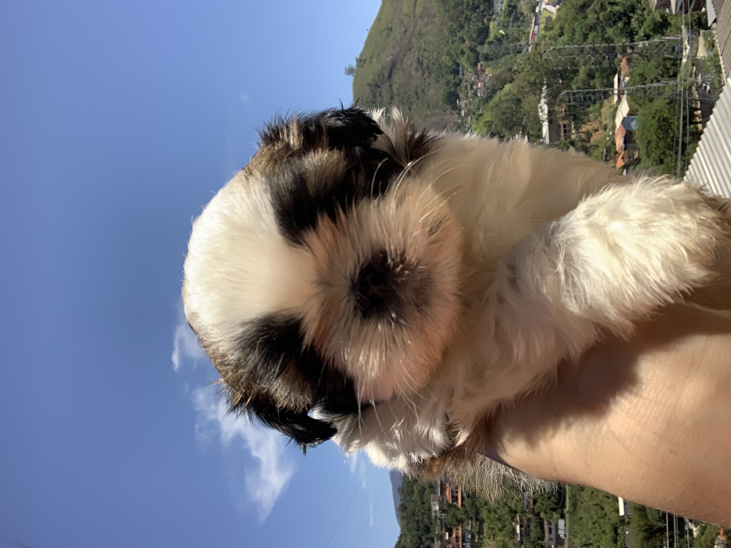 Portal Vendocão Vendo filhote de Shih Tzu  PETROPOLIS 