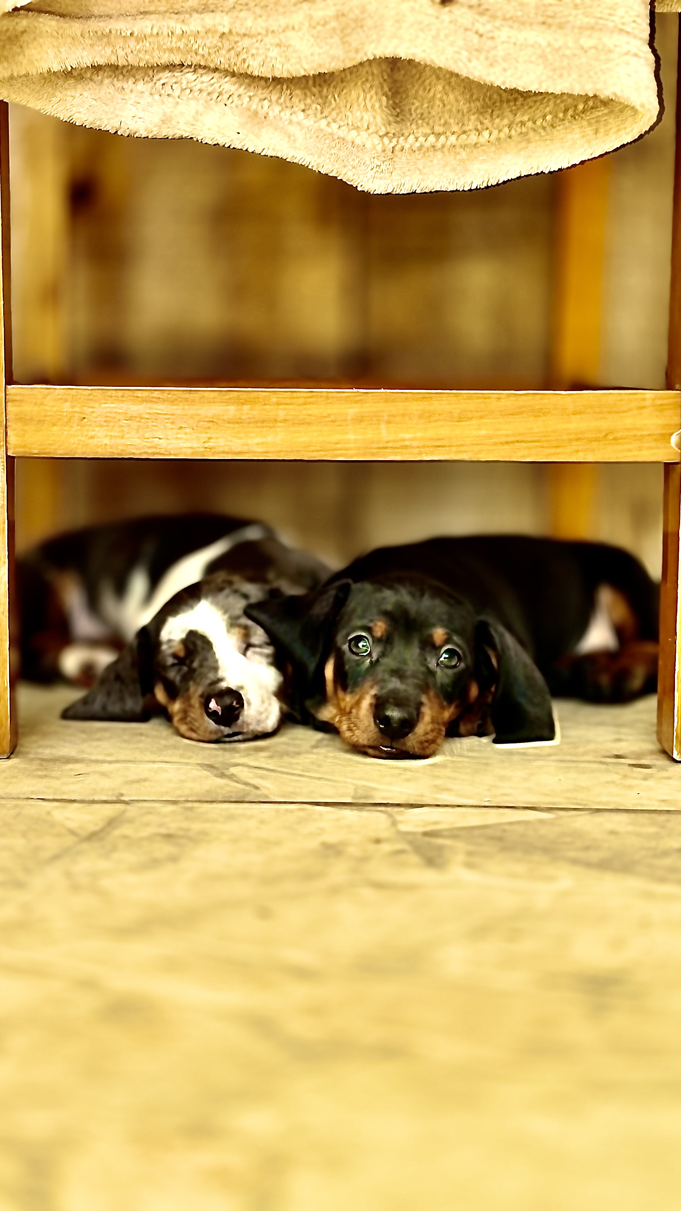 Filhotes de dachshund (salsicha) - Foto 4