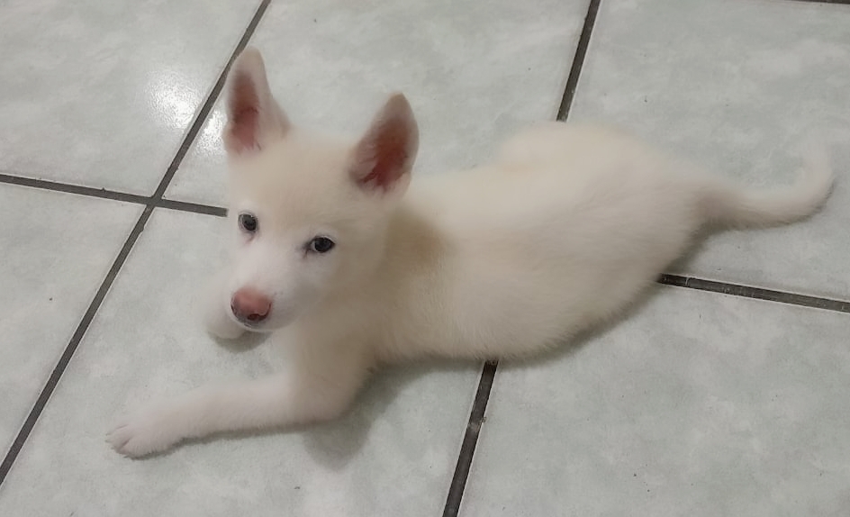 Portal Vendocão Husky Siberiano Branco  São Luís