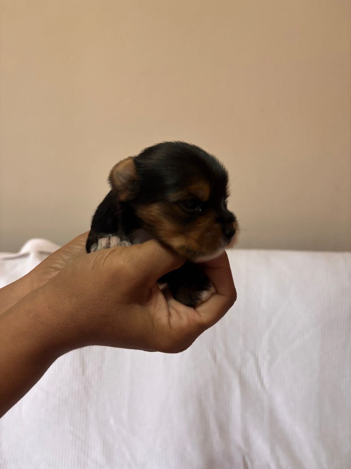 Yorkie para venda macho  - Foto 1