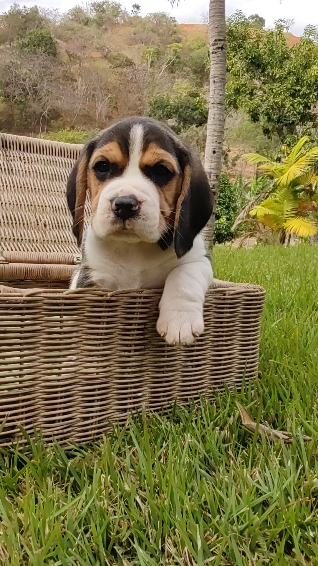 Portal Vendocão Fascinantes Filhotes de Beagle  Uberlândia 