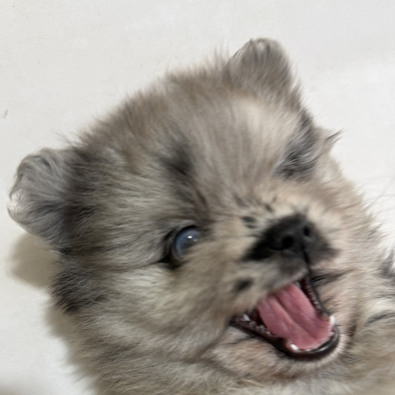 Blue Merle + Olhos Azuis + Pedigree = Perfeição! Um filhote raríssimo, focinho curto, genética de excelência em um só filhote, de beleza incomparável, esperando pela família ideal. Pedigree garantido. Parcelamos em até 10 vezes - Foto 3