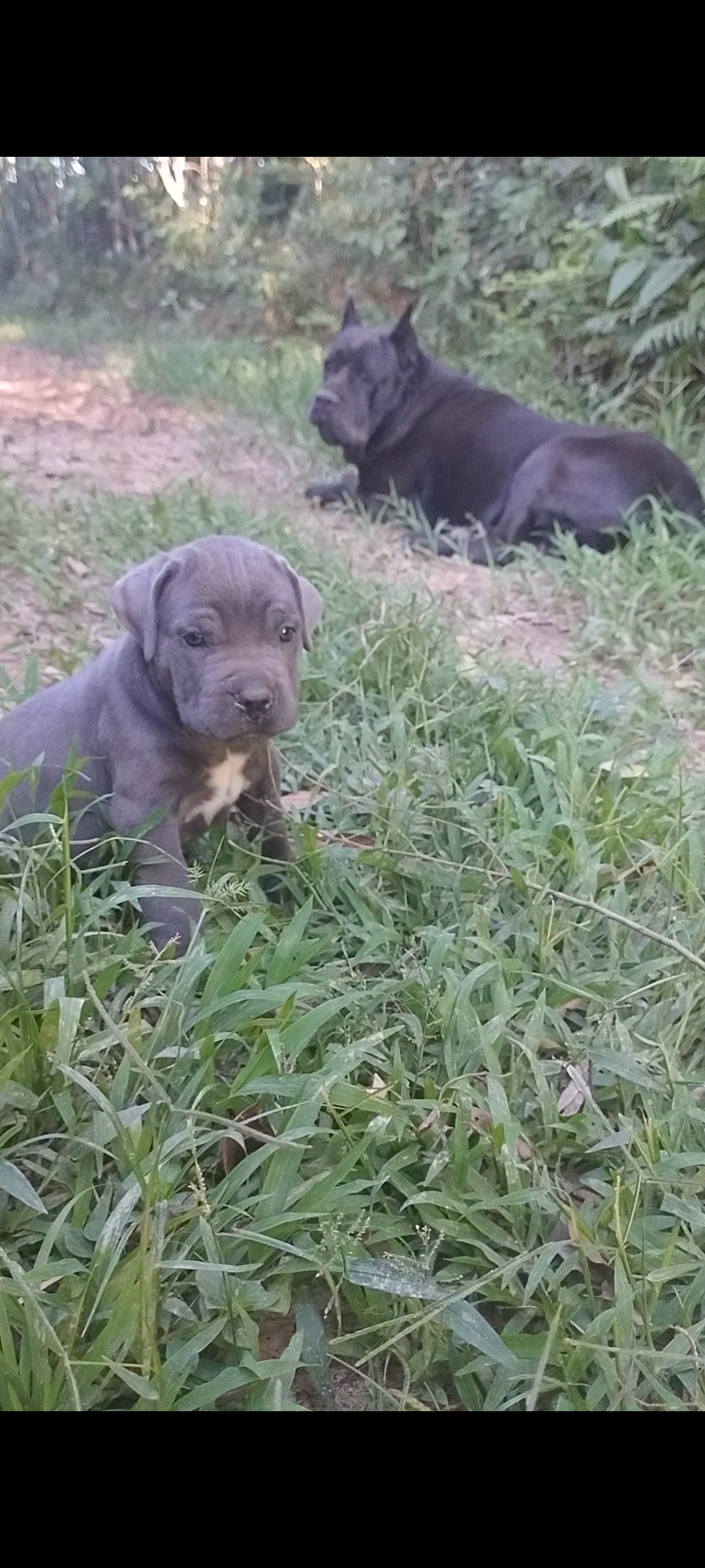 Portal Vendocão Vendo filhotes Cane Corso Italiano Braco do Norte