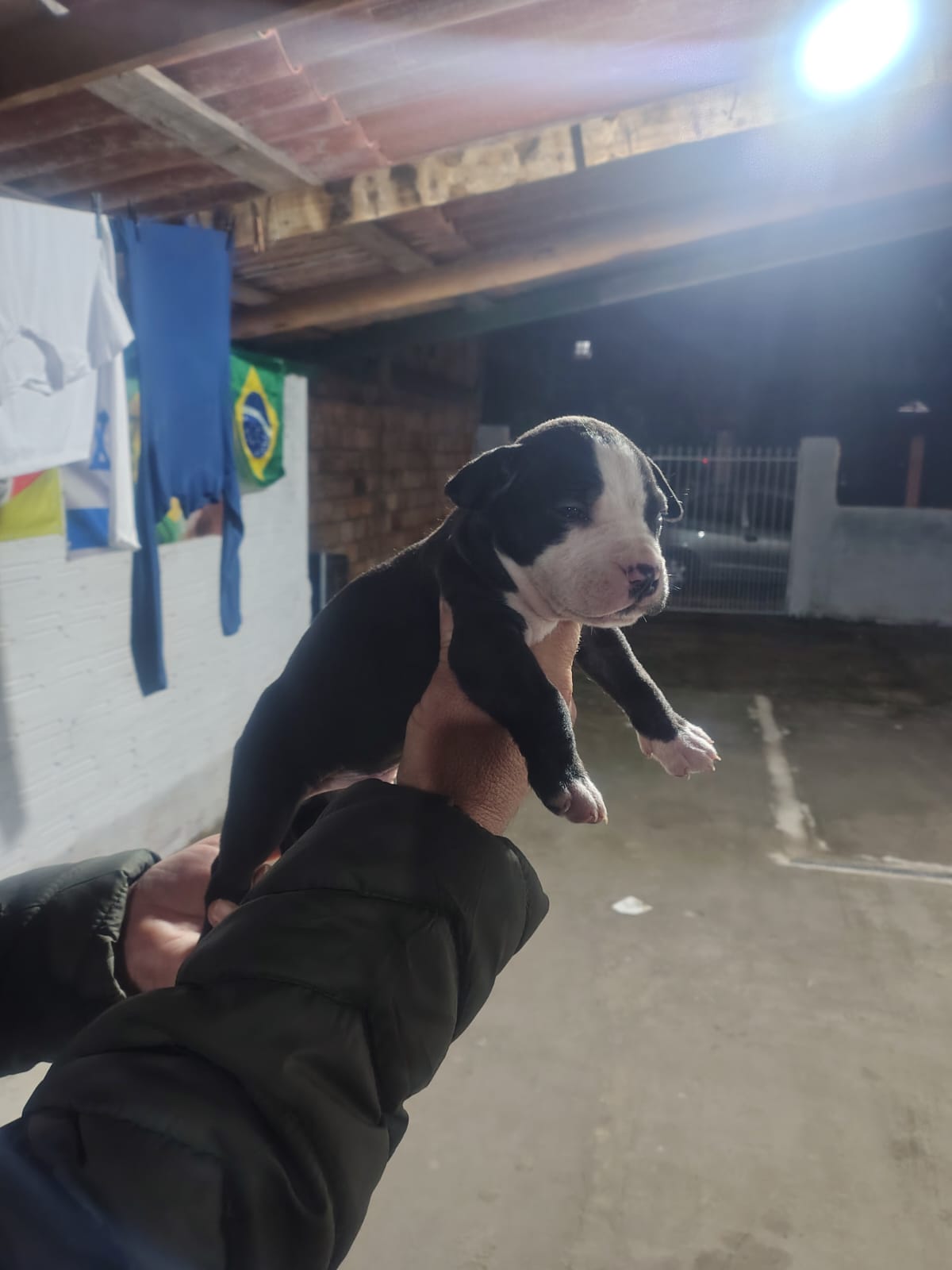 Filhote de Pit Bull  - Foto 3