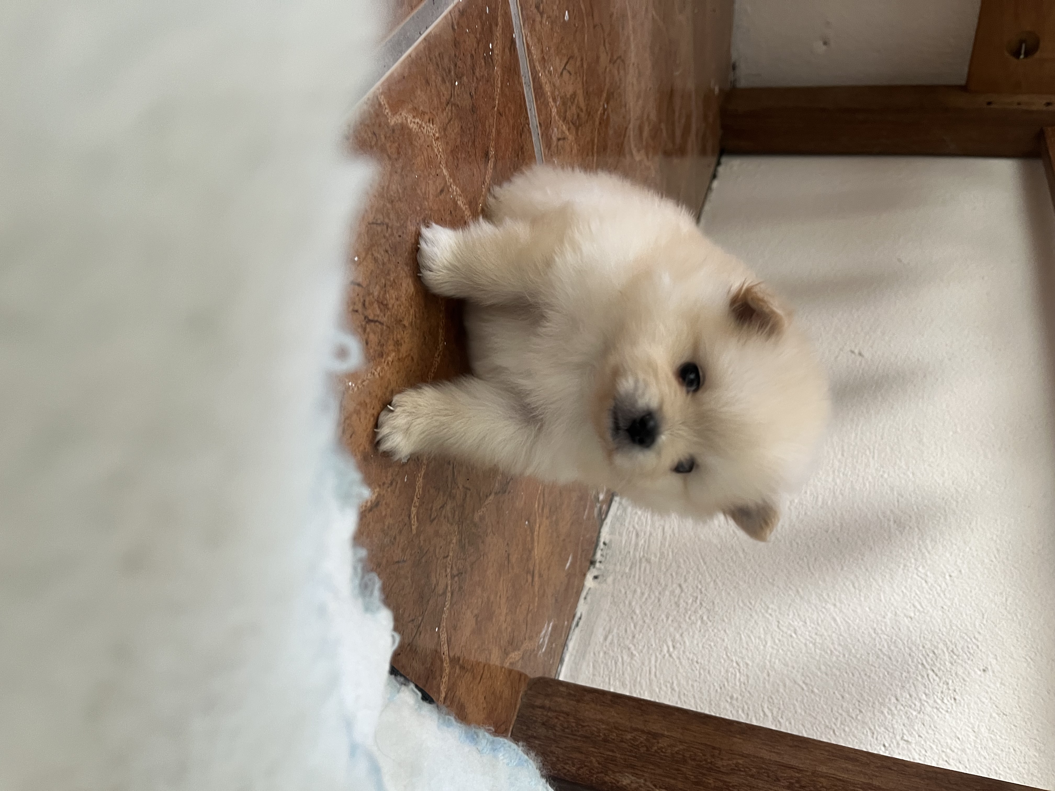 Portal Vendocão Spitz Alemão - Lulu da Pomerania Vespasiano