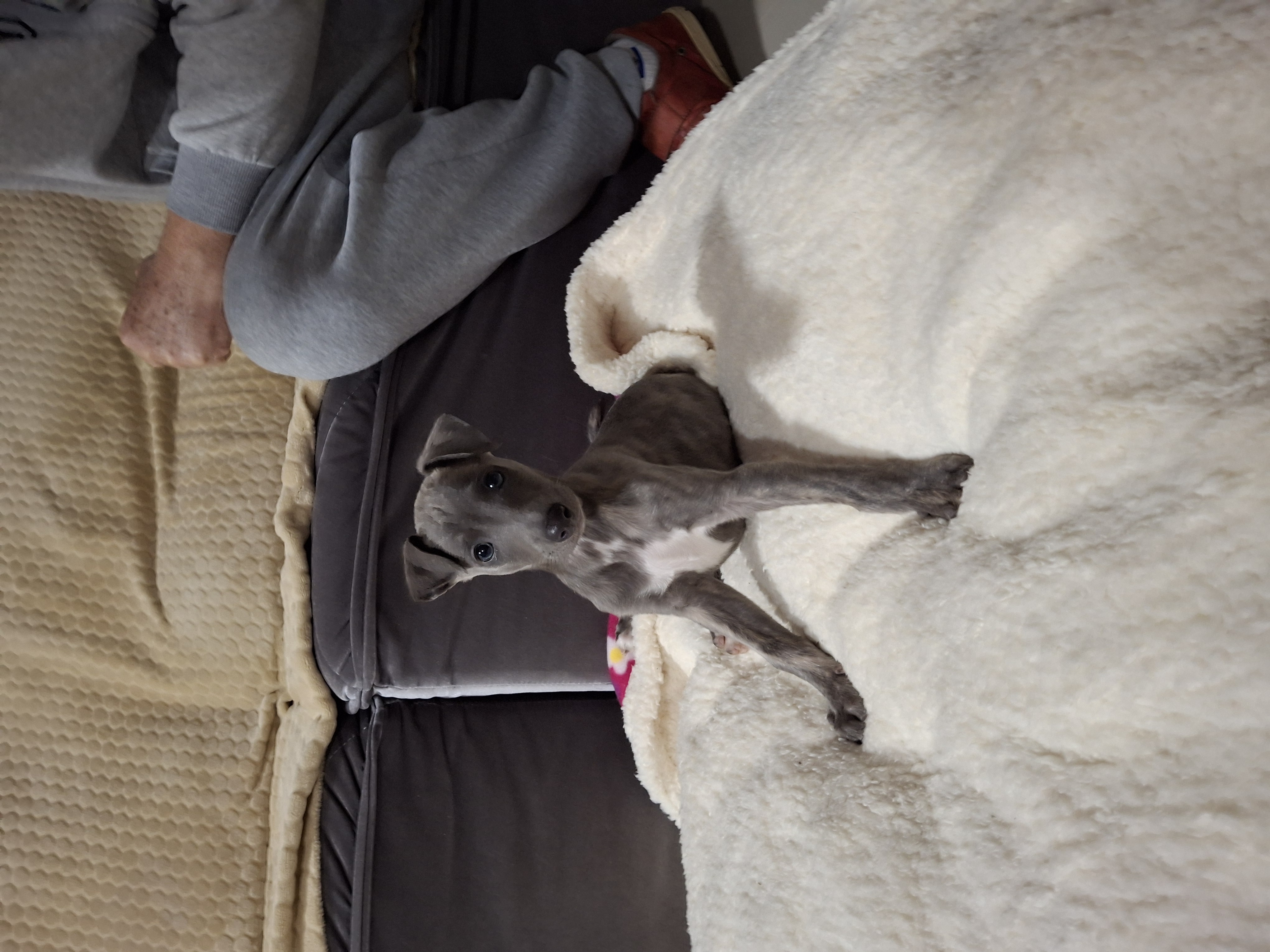 Portal Vendocão Whippet  Curitiba 