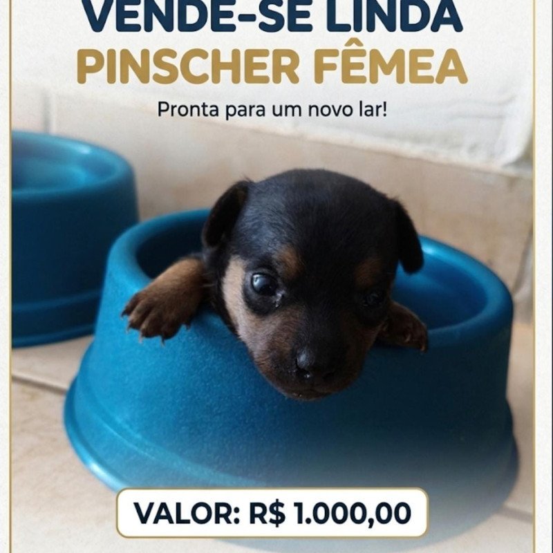 Vendo linda fêmea - Foto 1