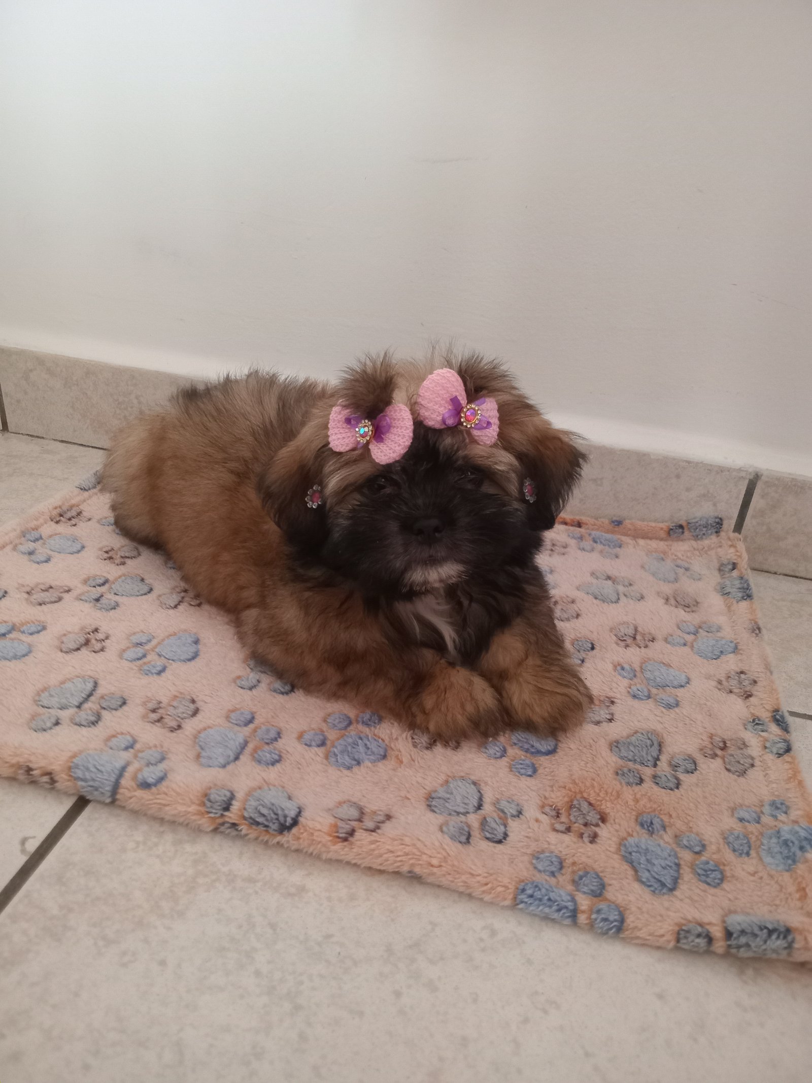 Cachorrinha Shi Tzu fêmea  - Foto 1