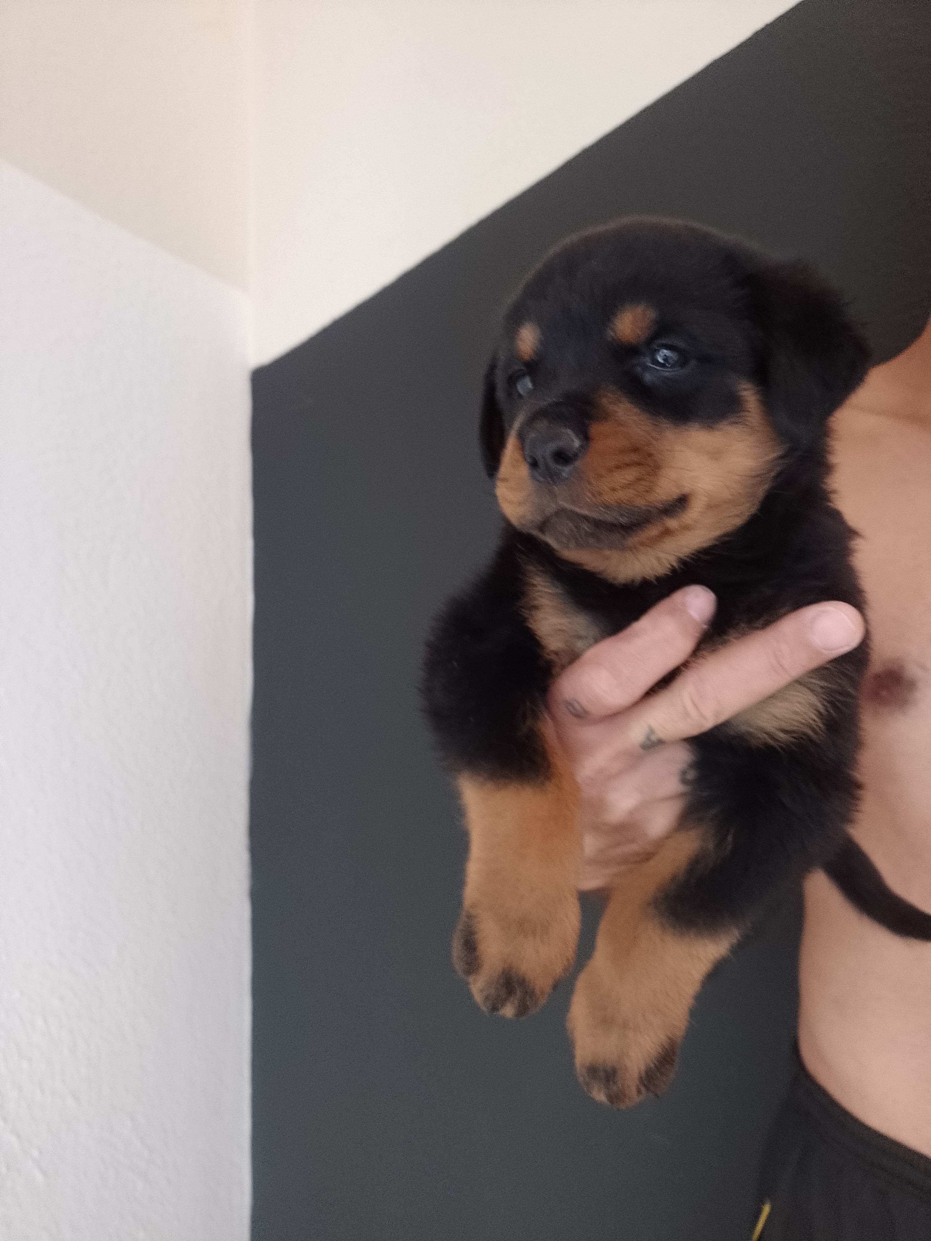 Portal Vendocão Filhote de rottweiler  Santos