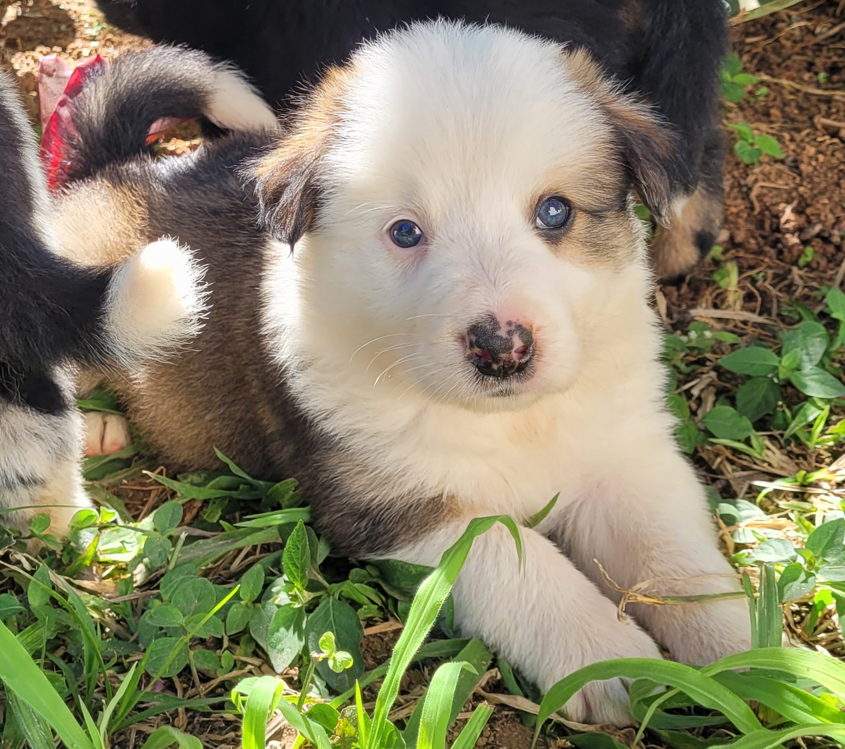 Portal Vendocão FILHOTE DE BORDER COLLIE COM PEDIGREE CBKC  Valença 