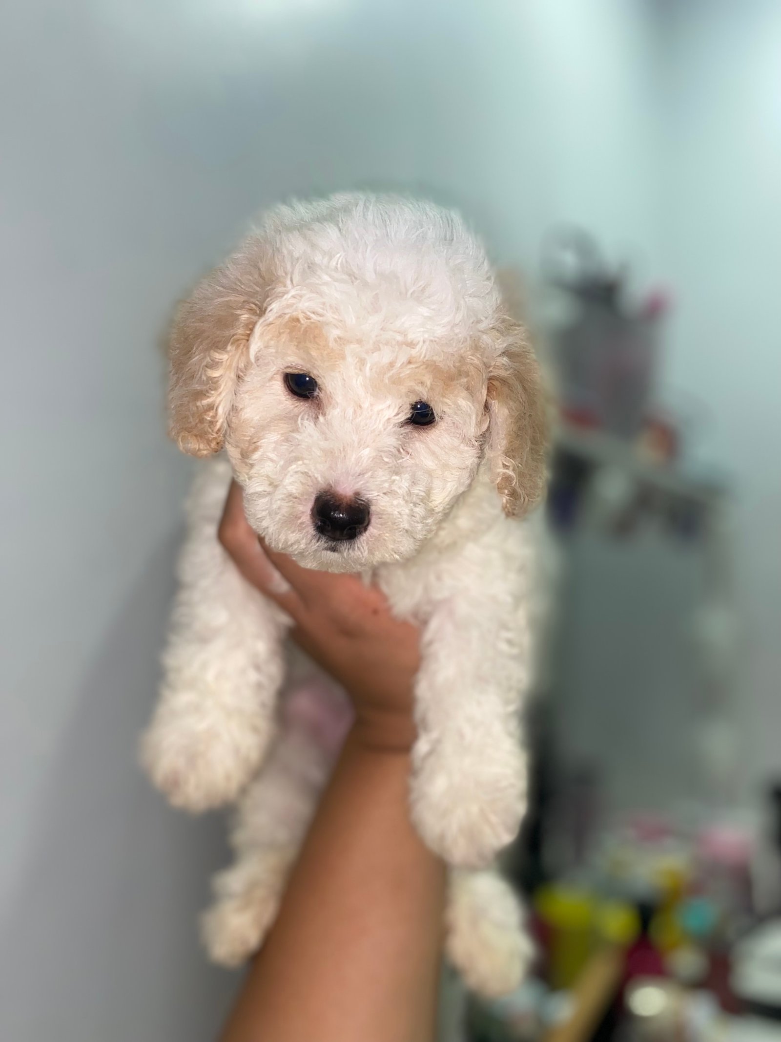 Poodle Toy  - Foto 2