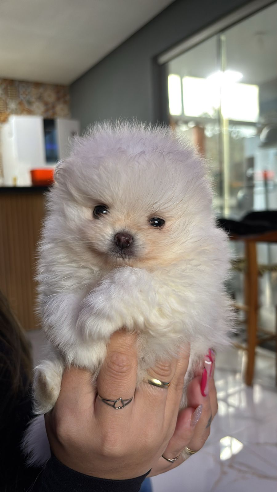 Portal Vendocão Lulu da pomerania / Spitz alemão  Taquara 
