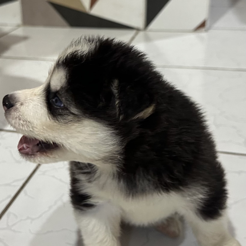 FILHOTES DE HUSKY SIBERIANO MACHOS - Foto 4