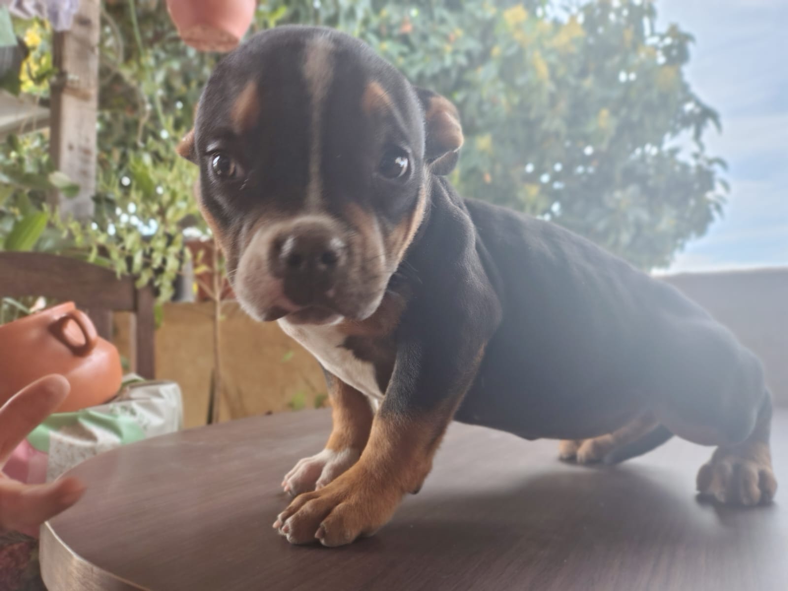 Filhotes Excepcionais a Pronta Entrega com Pedigree American Bully Micro . - Foto 4
