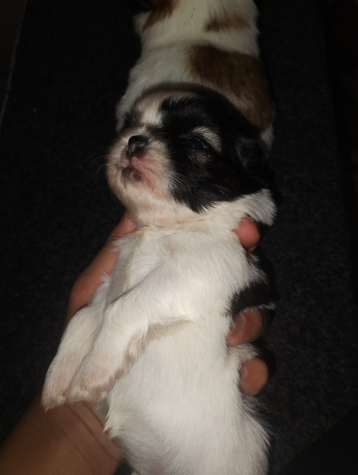 Portal Vendocão Vendo filhotes de Shitzu femea Riacho fundo 