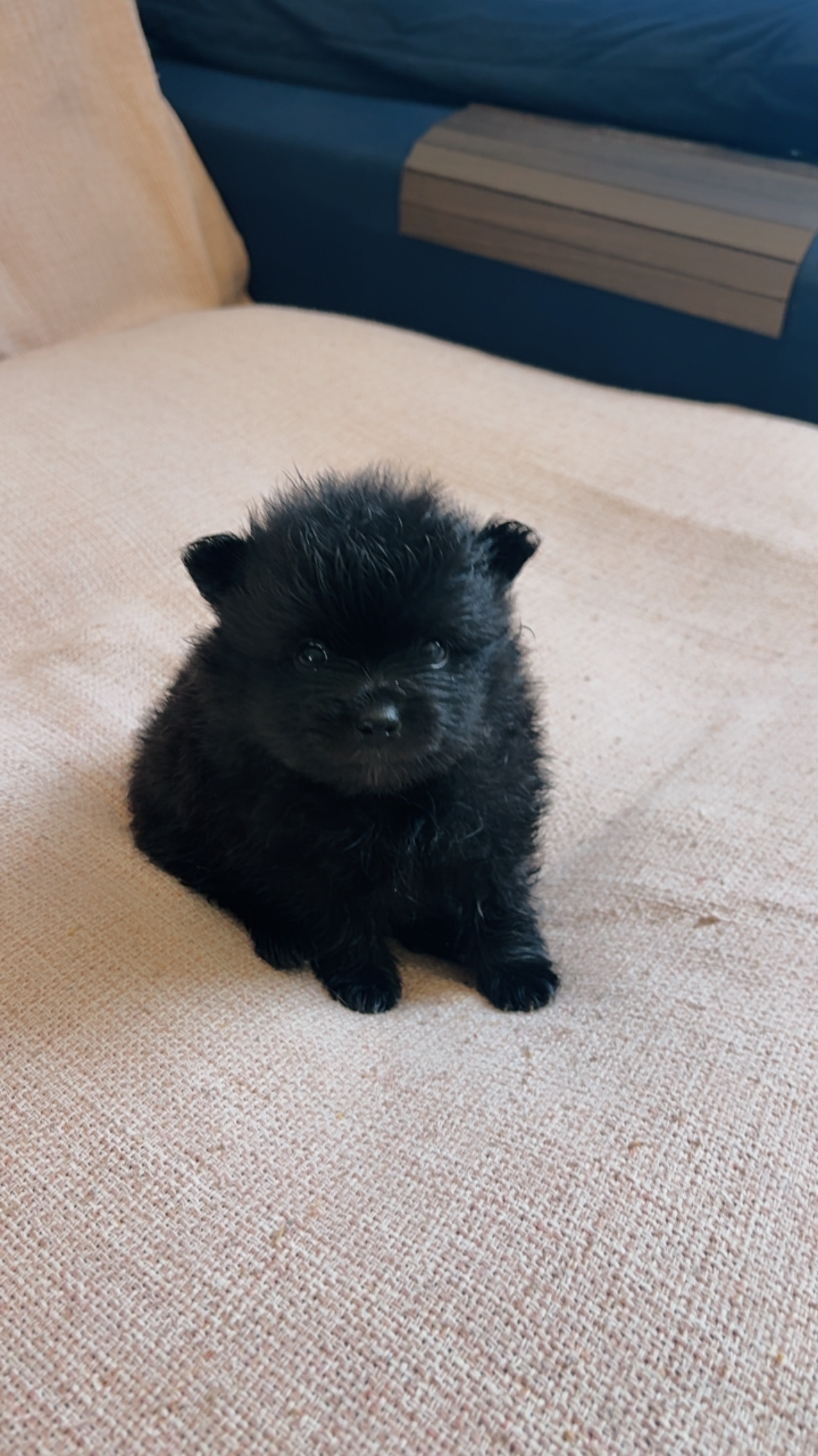 Spitz alemão macho black  - Foto 3