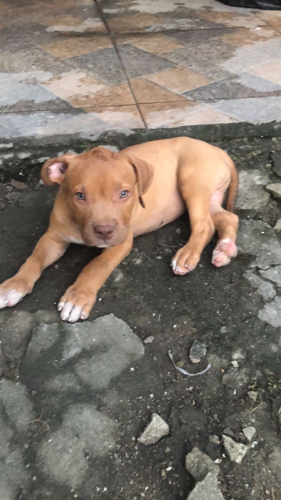 Pitbull monster - Foto 1