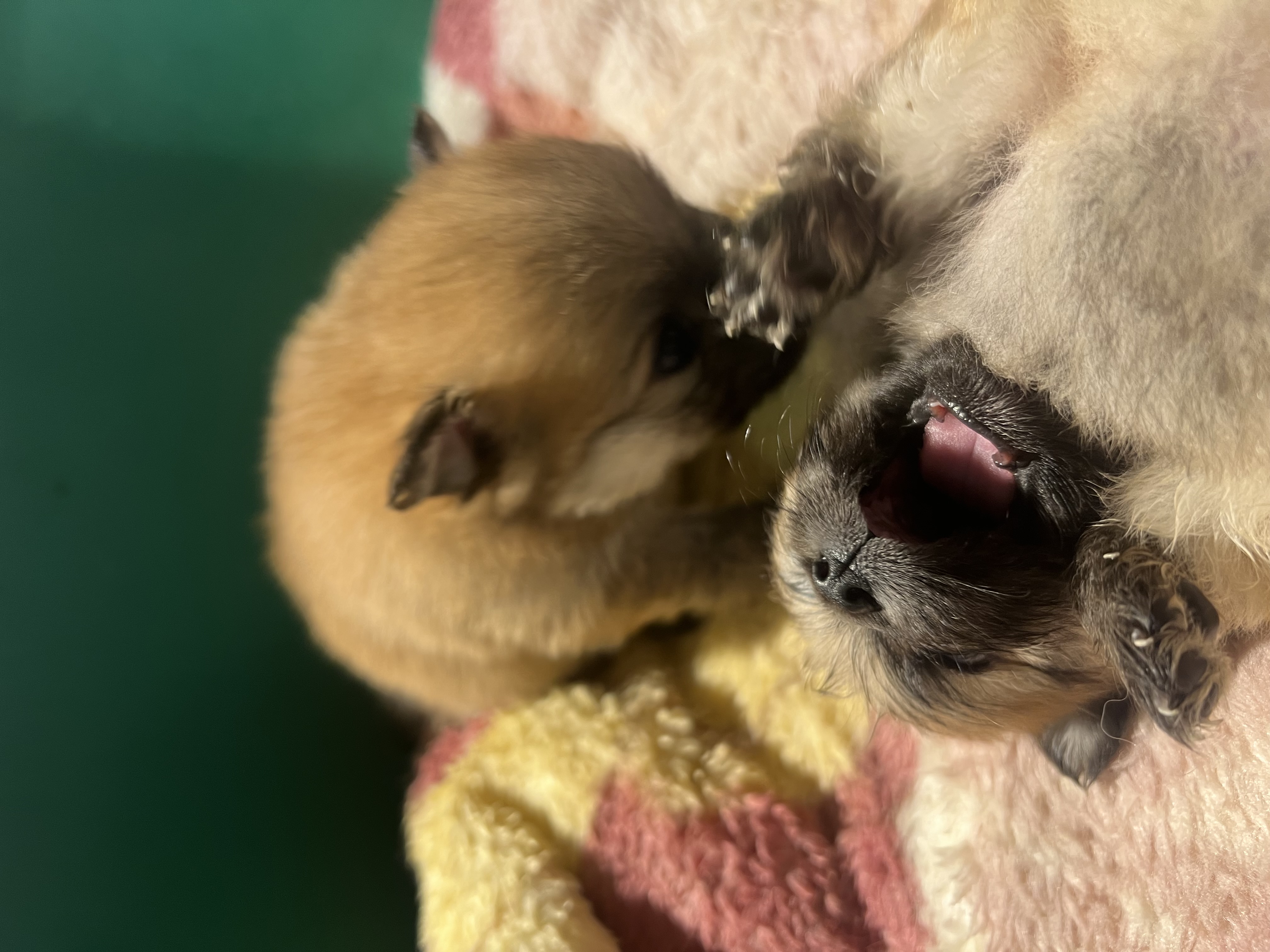 Portal Vendocão Spitz Alemão Anão Lulu da Pomerânea Filhote Recife