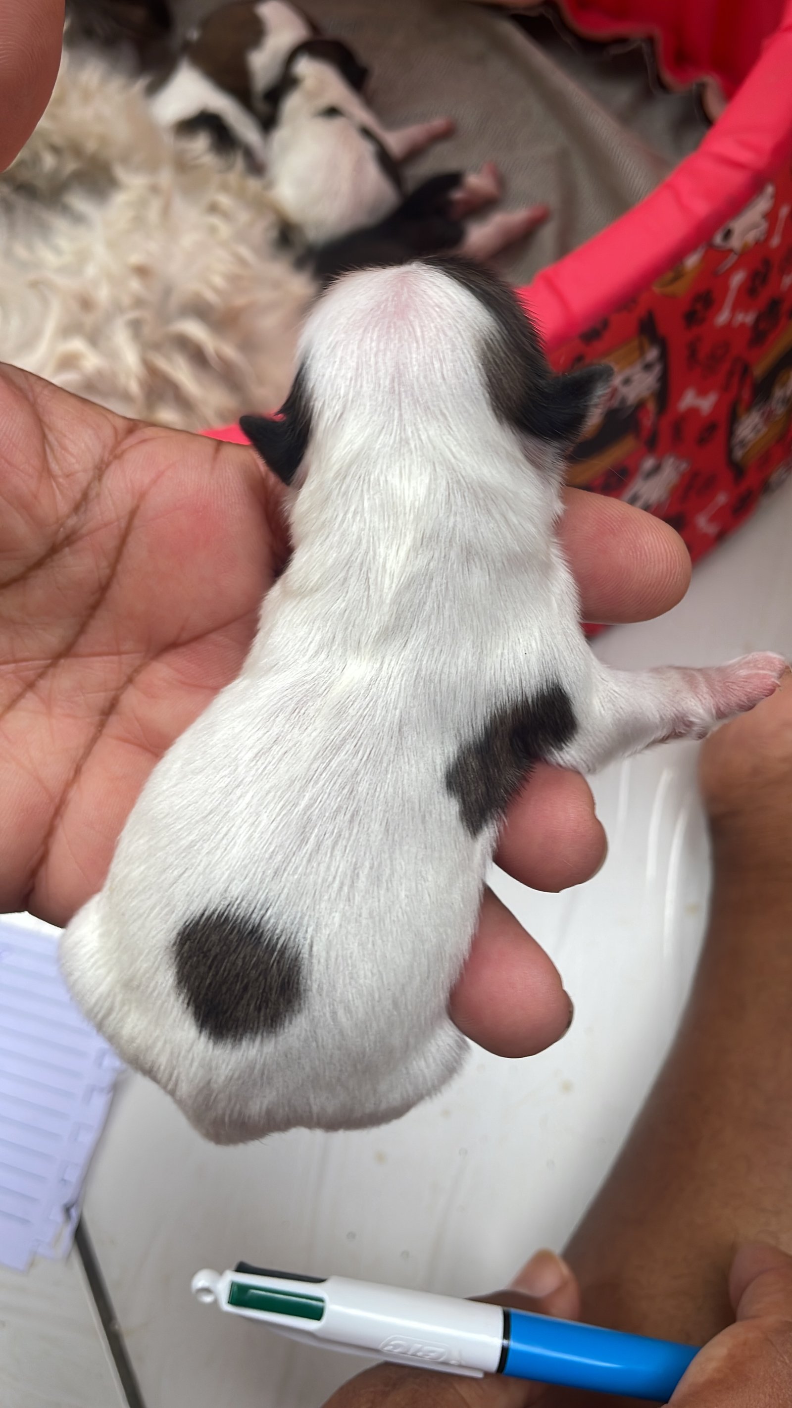 filhote shih tzu 