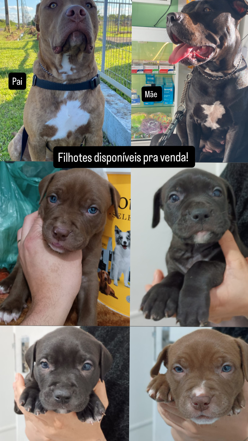 Vendo filhotes de Pitbull desverminados